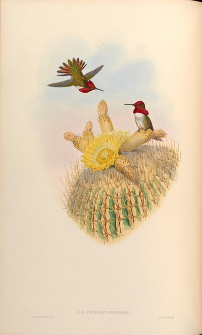 Selasphorus floresii = Selasphorus sasin x Selasphorus anna by John Gould